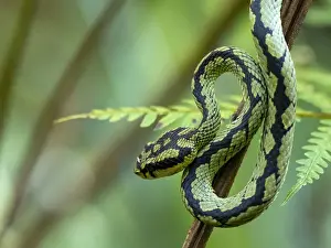 Sri Lanka Prints: An adult Sri Lanka green pit viper (Trimeresurus trigonocephalus)