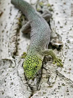 Lizard Prints: Adult Standings day gecko climbing on tree bark in Madagascar's national park