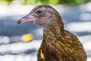 Stewart Island Prints: Adult Stewart Island weka (Gallirallus australis scotti)