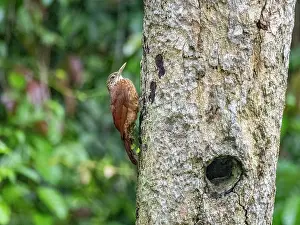 Avifauna Prints: Adult straight-billed woodcreeper