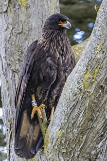 Adult striated caracara (Phalcoboenus australis), known locally as a Johnny Rook, Carcass Island, Falkland Islands, U. K. Overseas Protectorate