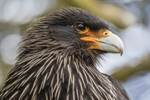 Carcass Island Prints: Adult striated caracara (Phalcoboenus australis)
