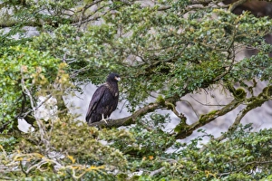 Adult striated caracara (Phalcoboenus australis), Seno Agostini Fjord, Strait of Magellan, Patagonia, Chile, South America