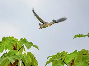 Action Prints: Adult striated heron, Butorides striata