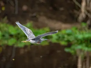 Hunting Prints: Adult striated heron, Butorides striata