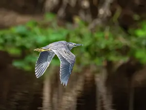 Peruvian Prints: Adult striated heron, Butorides striata