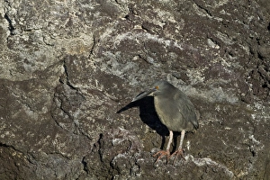 Santa Cruz Island Prints: Adult striated heron (Butorides striata)