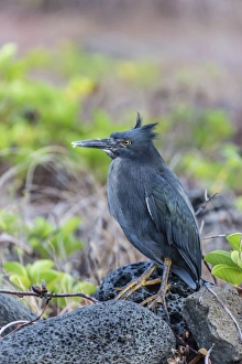 Adult Striated Heron, Butorides striata, at Puerto Egas, Santiago Island, Galapagos Islands, Ecuador, South America