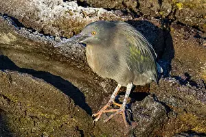 Shorebird Prints: Adult striated Heron (Butorides striata) in the Galapagos Island Archipelago