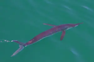 Saltwater Prints: Adult striped marlin swimming on the surface in the Gulf of California, Mexico