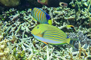 Tropical Climate Prints: An adult striped surgeonfish (Acanthurus lineatus)