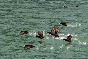 Environmental Beauty Prints: Adult surf scoters (Melanitta perspicillata) in flight in Glacier Bay National Park