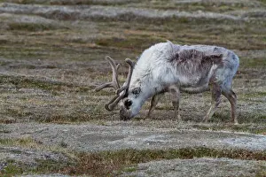 Antlers Prints: Adult Svalbard reindeer (Rangifer tarandus platyrhynchus) grazing within the town limits of Longyearbyen