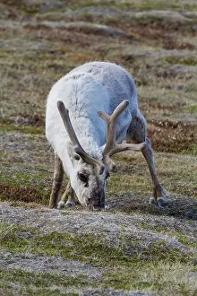Horns Prints: Adult Svalbard reindeer (Rangifer tarandus platyrhynchus) grazing within the town limits of Longyearbyen
