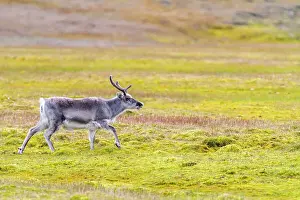 Arctic Tundra Prints: Adult Svalbard reindeer (Rangifer tarandus platyrhynchus) grazing on tundra in the Svalbard Archipelago