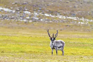 Scenic Landscape Prints: Adult Svalbard reindeer (Rangifer tarandus platyrhynchus) grazing on tundra in the Svalbard Archipelago