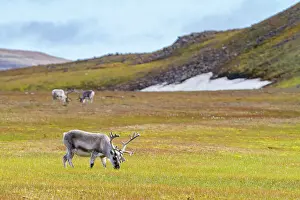 Seasonal Changes Prints: Adult Svalbard reindeer (Rangifer tarandus platyrhynchus) grazing on tundra in the Svalbard Archipelago