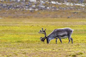 Seasonal Changes Prints: Adult Svalbard reindeer (Rangifer tarandus platyrhynchus) grazing on tundra in the Svalbard Archipelago