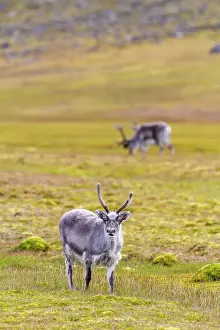 Seasonal Changes Prints: Adult Svalbard reindeer (Rangifer tarandus platyrhynchus) grazing on tundra in the Svalbard Archipelago