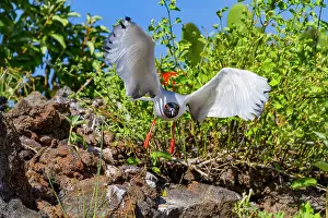 Gull Prints: Adult Swallow-tailed gull (Creagrus furcatus) in flight in the Galapagos Island Archipelago