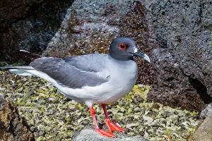 Ecosystem Health Prints: Adult Swallow-tailed gull (Creagrus furcatus) in the Galapagos Island Archipelago