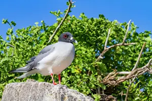 Gull Prints: Adult Swallow-tailed gull (Creagrus furcatus) in the Galapagos Island Archipelago