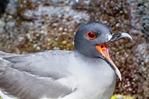 Breeding Season Prints: Adult Swallow-tailed gull (Creagrus furcatus) in the Galapagos Island Archipelago