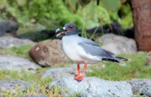 Legs Prints: Adult Swallow-Tailed Gull, showing breeding season red rimmed eye