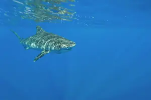 Health Prints: Adult tiger shark swims through the clear waters of the AuAu Channel in Hawaii in the Pacific Ocean