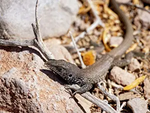 Territory Prints: Adult tiger whiptail lizard in its natural habitat on Isla San Esteban Baja California Mexico