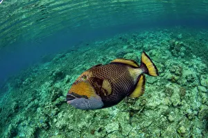 Tropical Climate Prints: An adult titan triggerfish (Balistoides viridescens)