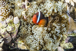 South East Asian Prints: Adult tomato clownfish (Amphiprion frenatus), Mengiatan Island, Komodo National Park
