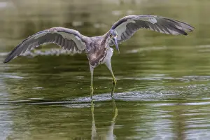 Adult Animal Prints: An adult tricolored heron (Egretta tricolor) stalking prey in a stream, San Jose del Cabo