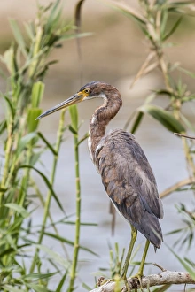 Adult Animal Prints: An adult tricolored heron (Egretta tricolor) in a stream