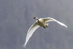 Adult trumpeter swan (Cygnus buccinator) near LeConte Glacier outside Petersburg, Southeast Alaska, United States of America, North America