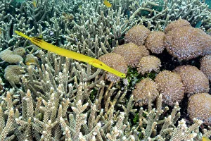 An adult trumpetfish (Aulostomus chinensis), off the reef on Bangka Island, near Manado, Indonesia, Southeast Asia