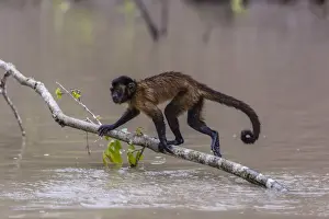 San Miguel Prints: Adult tufted capuchin (Sapajus apella) crossing the water at San Miguel Cano, Loreto