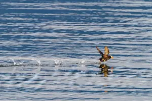 Shorebird Prints: Adult tufted puffin (Fratercula cirrhata) on the water at South Marble Island