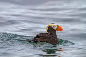 Alaskan Prints: Adult tufted puffin (Fratercula cirrhata) on the water at South Marble Island