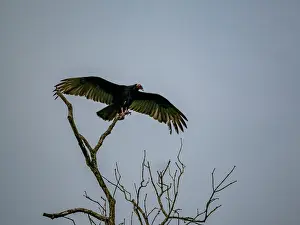 Raptor Prints: Adult turkey vulture, Cathartes aura