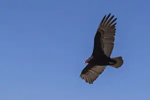 Animal Theme Prints: Adult turkey vulture (Cathartes aura) in flight over Saunders Island, Falkland Islands