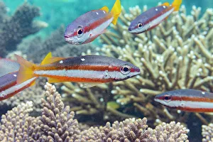 Wohof Island Prints: An adult twospot snapper (Lutjanus biguttatus)