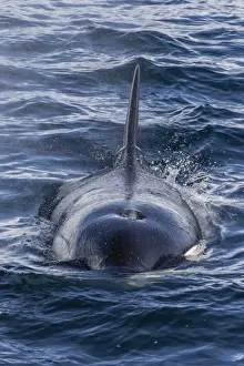 Mammalia Prints: Adult Type A killer whale (Orcinus orca) surfacing in the Gerlache Strait, Antarctica