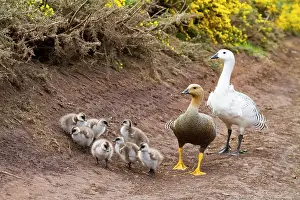Nests Prints: Adult upland goose pair (Chloephaga picta) with goslings on Carcass Island in the Falkland Islands