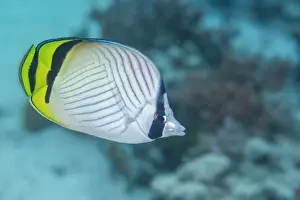 Bangka Island Prints: An adult vagabond butterflyfish (Chaetodon vagabundus)