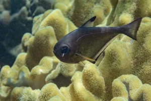 Tropical Climate Prints: An adult Vanikoro sweeper (Pempheris vanicolensis)