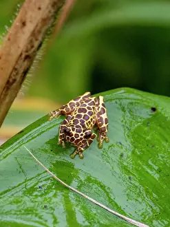 Reptiles Prints: An adult variable clown tree frog