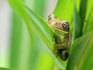 Amazon Prints: An adult veined tree frog, Trachycephalus typhonius