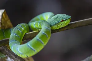 Male Animal Prints: An adult venemous male Borneo temple viper (Tropidolaemus subannulatus)