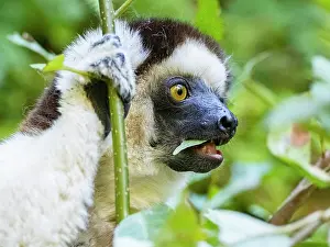 Endangered Prints: Adult Verreauxs sifaka feeds on bush leaves in Isalo National Park during daytime